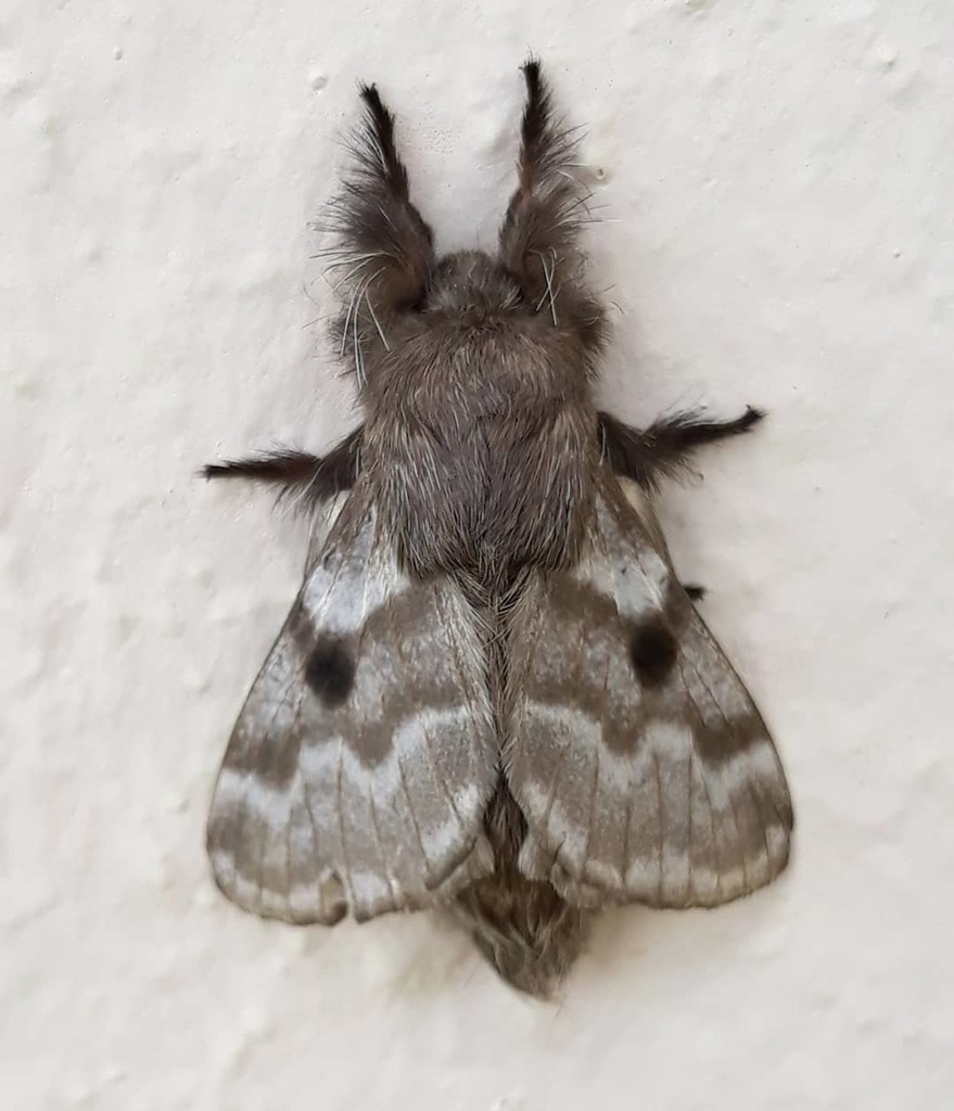 Tolype ventriosa