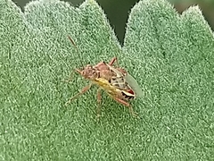 Liorhyssus