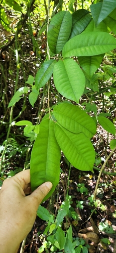 Chrysophyllum argenteum, photograph 6