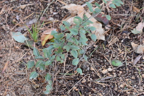 Carpinus turczaninovii iNat (3)