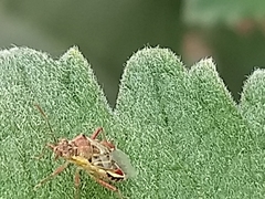 Liorhyssus