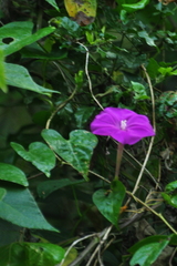 Ipomoea purga