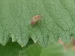 Liorhyssus