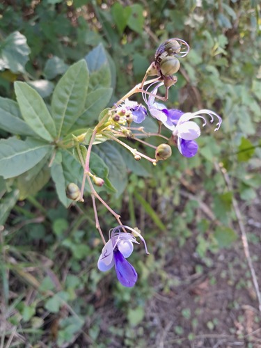 Rotheca myricoides