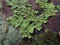 Lobaria adscripta
