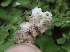 Lobaria adscripta