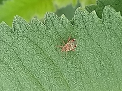 Liorhyssus
