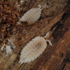 Platyarthrus hoffmannseggii