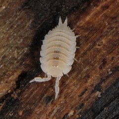 Platyarthrus hoffmannseggii