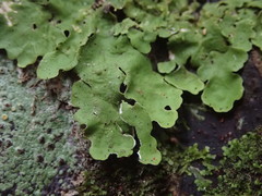 Lobaria adscripta