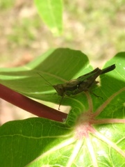 Scaria