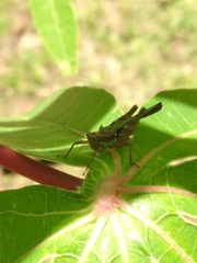 Scaria