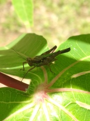 Scaria