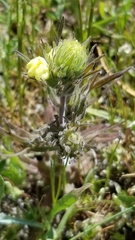 Castilleja rubicundula lithospermoides
