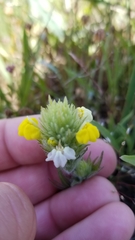 Castilleja rubicundula lithospermoides