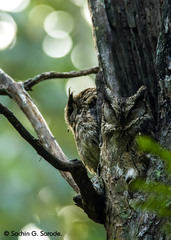 Otus bakkamoena