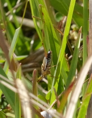 Conocephalus semivittatus