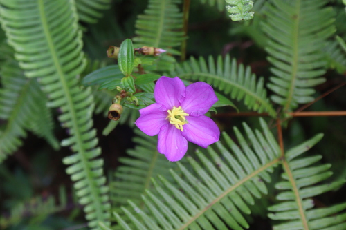 Eight Stamen Osbeckia (Osbeckia octandra)