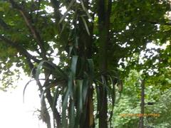 Tillandsia fendleri