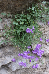 Campanula macrorhiza