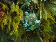 Crepidula porcellana