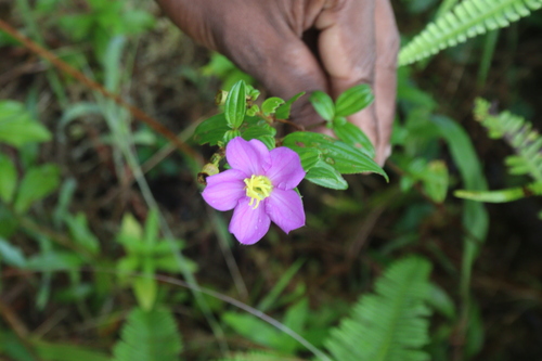 Image of Osbeckia octandra by (c) Edmundas Greimas, some rights reserved (CC BY)
