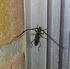 Elaphidion mucronatum