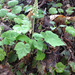 Tiarella cordifolia collina - Photo (c) Meghan, some rights reserved (CC BY-NC), uploaded by Meghan