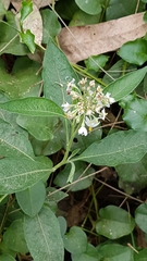 Solanum pubigerum