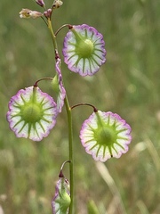 Thysanocarpus radians