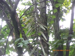 Tillandsia fendleri