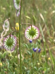 Thysanocarpus radians