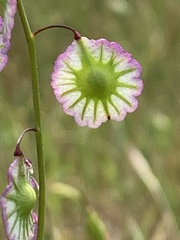 Thysanocarpus radians