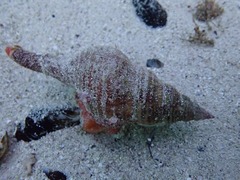 Africofusus ocelliferus