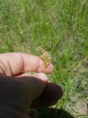 Juncus interior