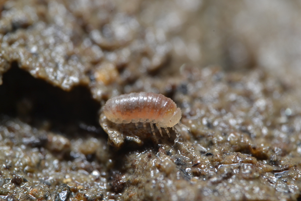 Buchnerillo