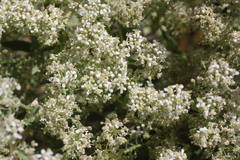 Lepidium appelianum