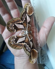 Rothschildia hopfferi