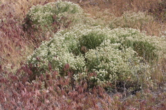 Lepidium appelianum