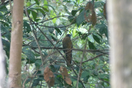 Harpactes kasumba observed 2024-03-10