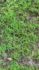 Microstegium vimineum