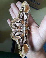 Rothschildia hopfferi