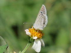 Papilionoidea