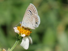 Papilionoidea