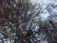 Bifurcariopsis capensis