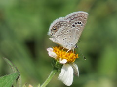 Papilionoidea