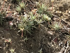 Dudleya virens hassei