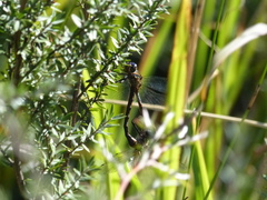 Hemicordulia armstrongi