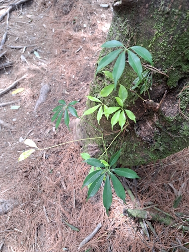 Image of Heptapleurum taiwanianum by (c) vrxz, some rights reserved (CC BY-SA)