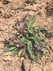 Pedicularis centranthera
